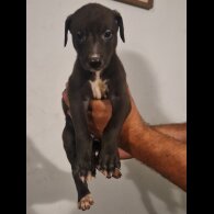 Lurcher - Both