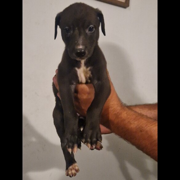 Lurcher - Both