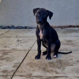 Lurcher - Both