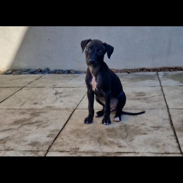 Lurcher - Both