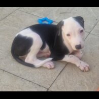 Lurcher - Both