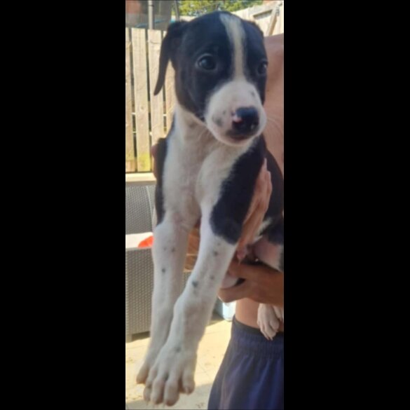 Lurcher - Both