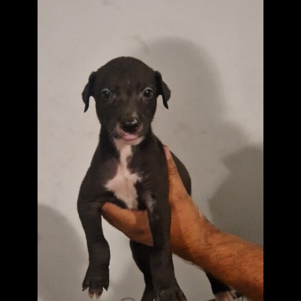 Lurcher - Both