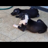 Lurcher - Both