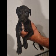 Lurcher - Both