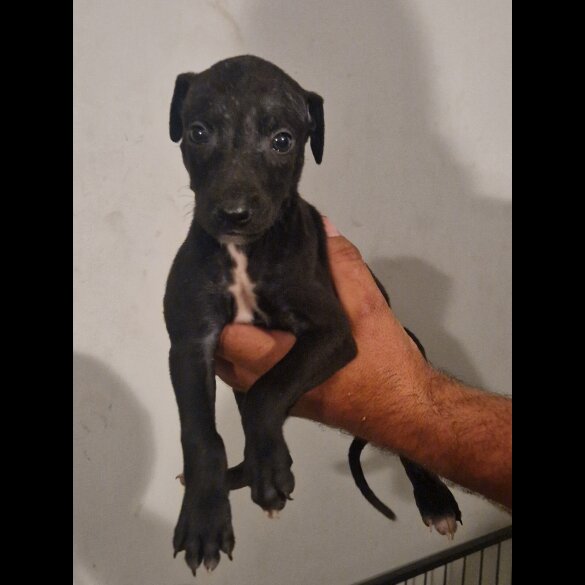 Lurcher - Both