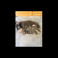 French Bulldog - Both