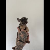 French Bulldog - Both