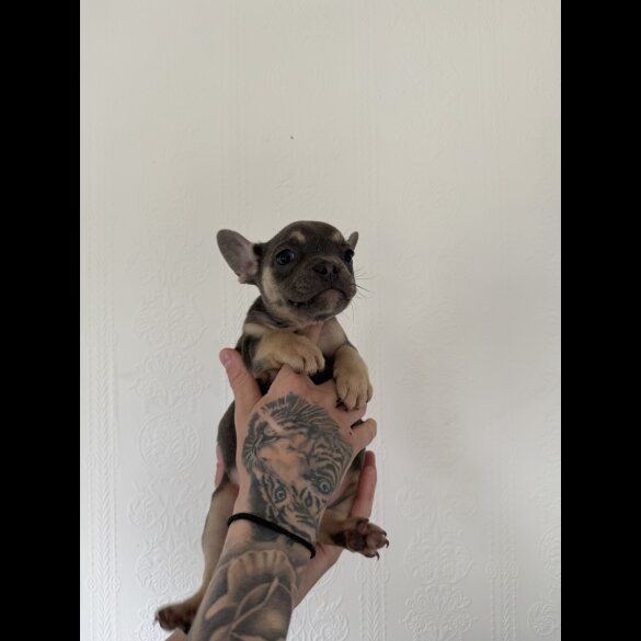 French Bulldog - Both