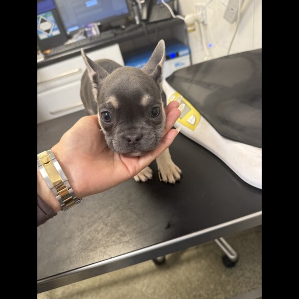French Bulldog - Both