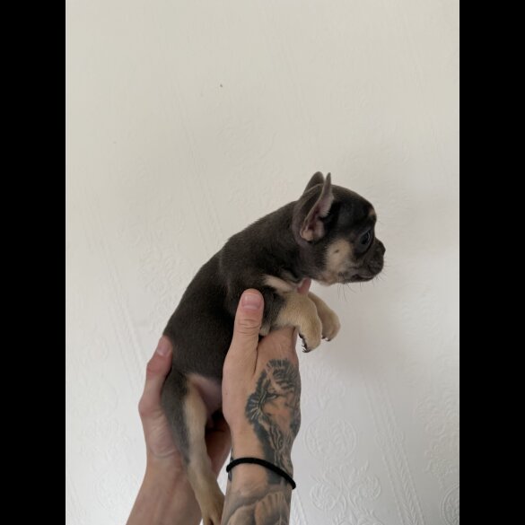 French Bulldog - Both