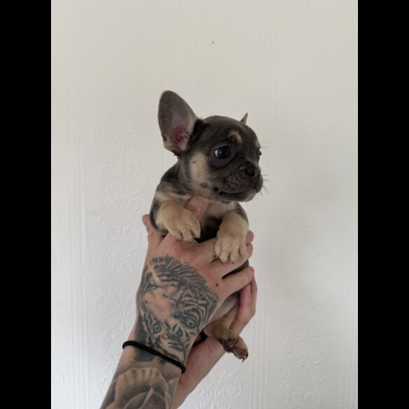 French Bulldog - Both