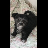 Maltese - Dogs