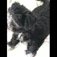 Maltese - Dogs