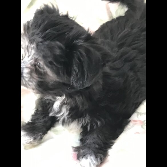 Maltese - Dogs