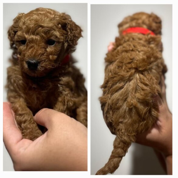Maltipoo - Both