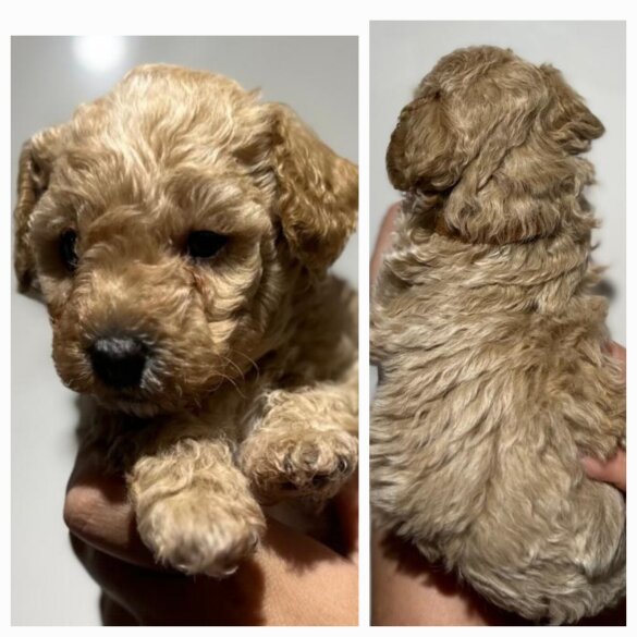 Maltipoo - Both