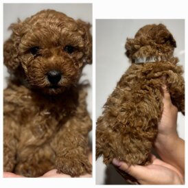 Maltipoo - Both