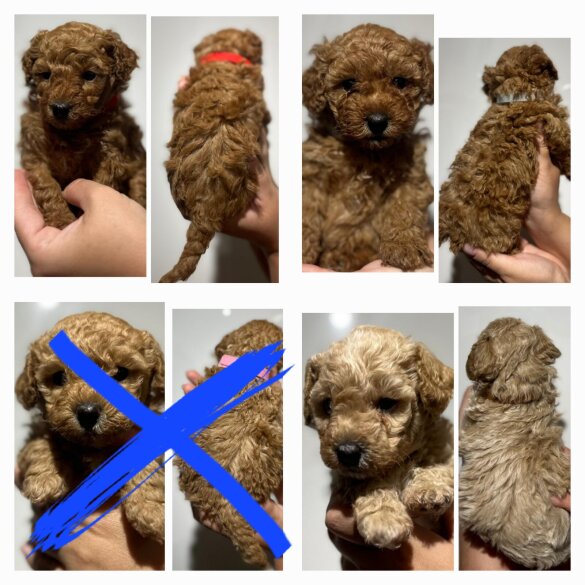 Maltipoo - Both