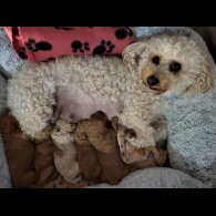 Maltipoo - Both