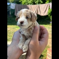 Maltipoo - Both