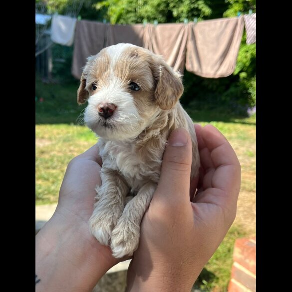 Maltipoo - Both