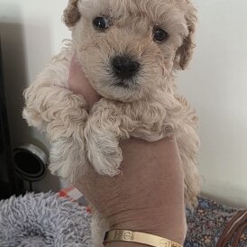 Maltipoo - Both