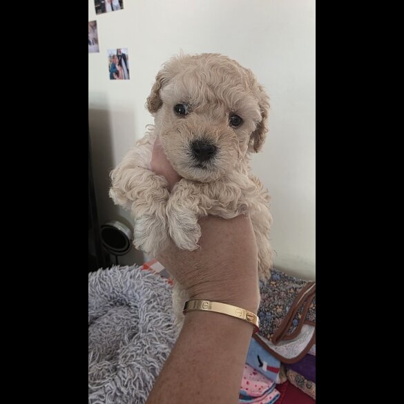 Maltipoo - Both