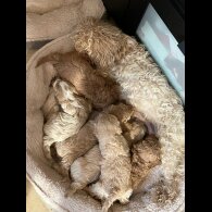 Maltipoo - Both
