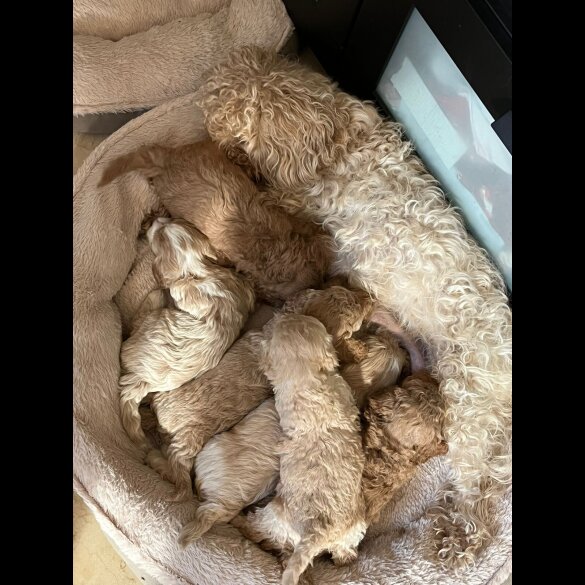Maltipoo - Both