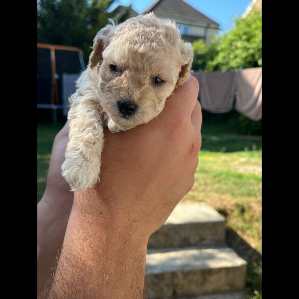 Maltipoo - Both