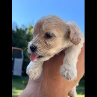 Maltipoo - Both