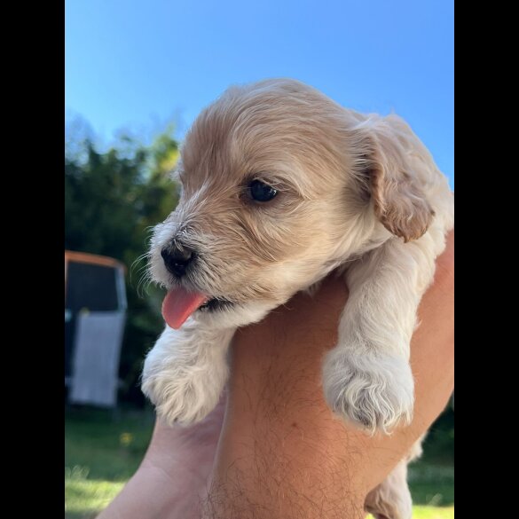 Maltipoo - Both