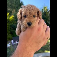 Maltipoo - Both