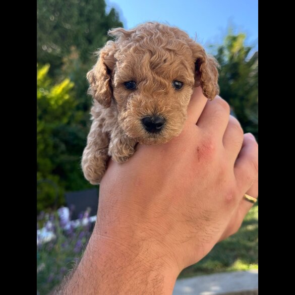 Maltipoo - Both