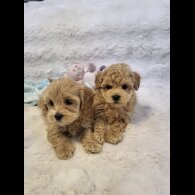 Maltipoo - Bitches