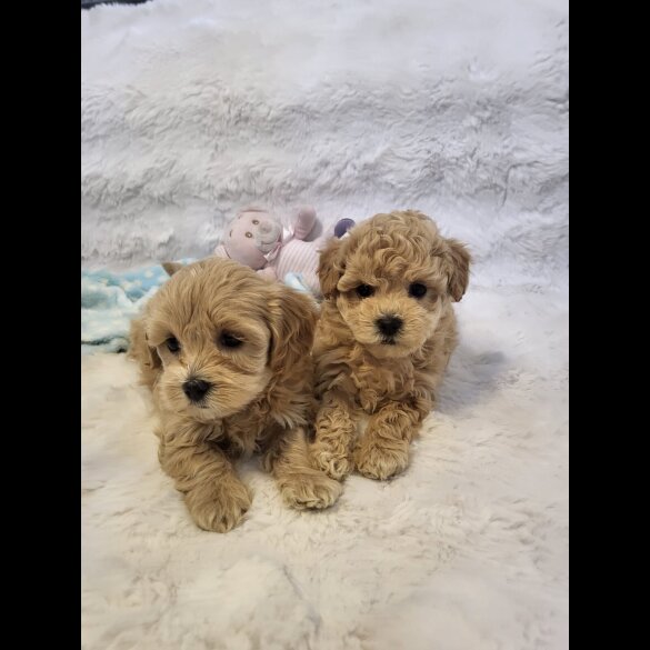 Maltipoo - Bitches