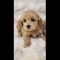 Maltipoo - Bitches