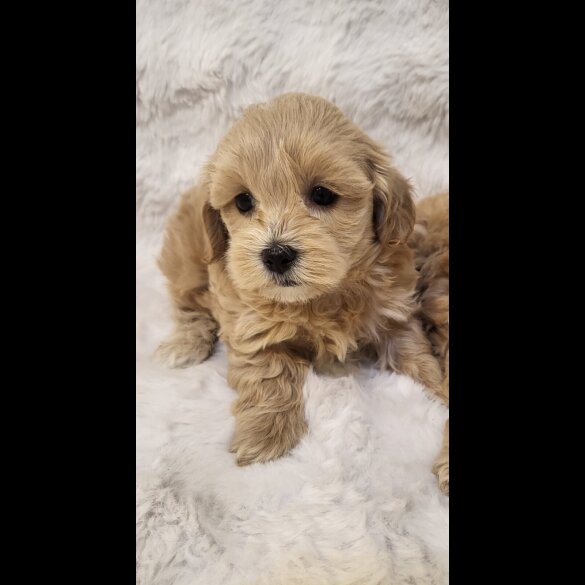 Maltipoo - Bitches