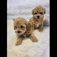 Maltipoo - Bitches
