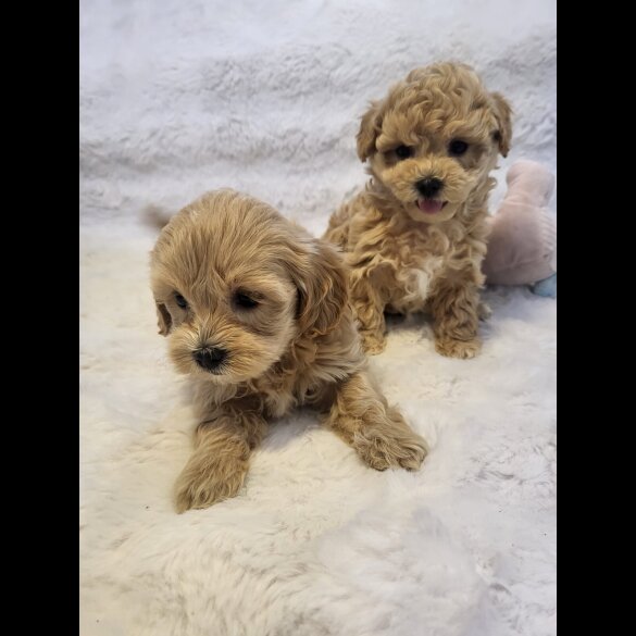 Maltipoo - Bitches