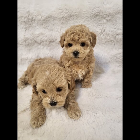 Maltipoo - Bitches