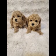 Maltipoo - Bitches