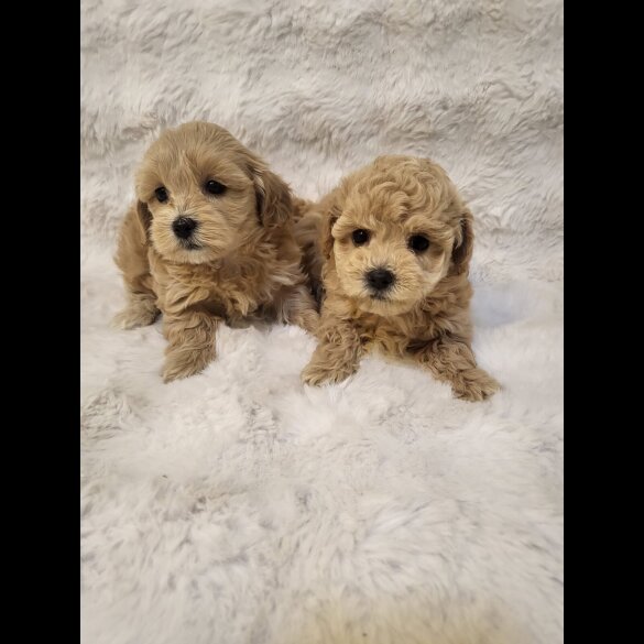 Maltipoo - Bitches