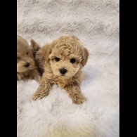 Maltipoo - Bitches