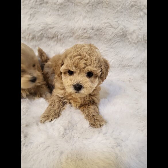 Maltipoo - Bitches
