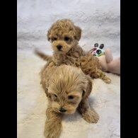 Maltipoo - Bitches