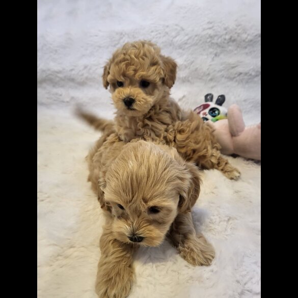 Maltipoo - Bitches