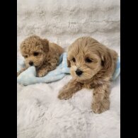 Maltipoo - Bitches