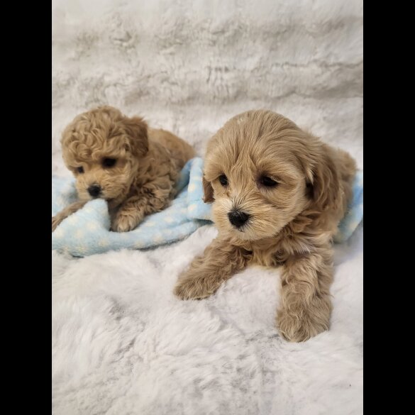 Maltipoo - Bitches